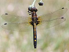 Dot-tailed Whiteface